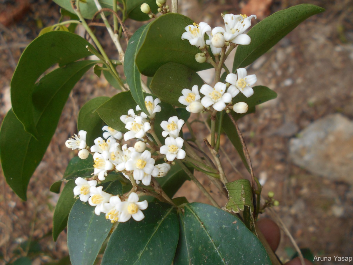 Glycosmis angustifolia Lindl. ex Wight & Arn.